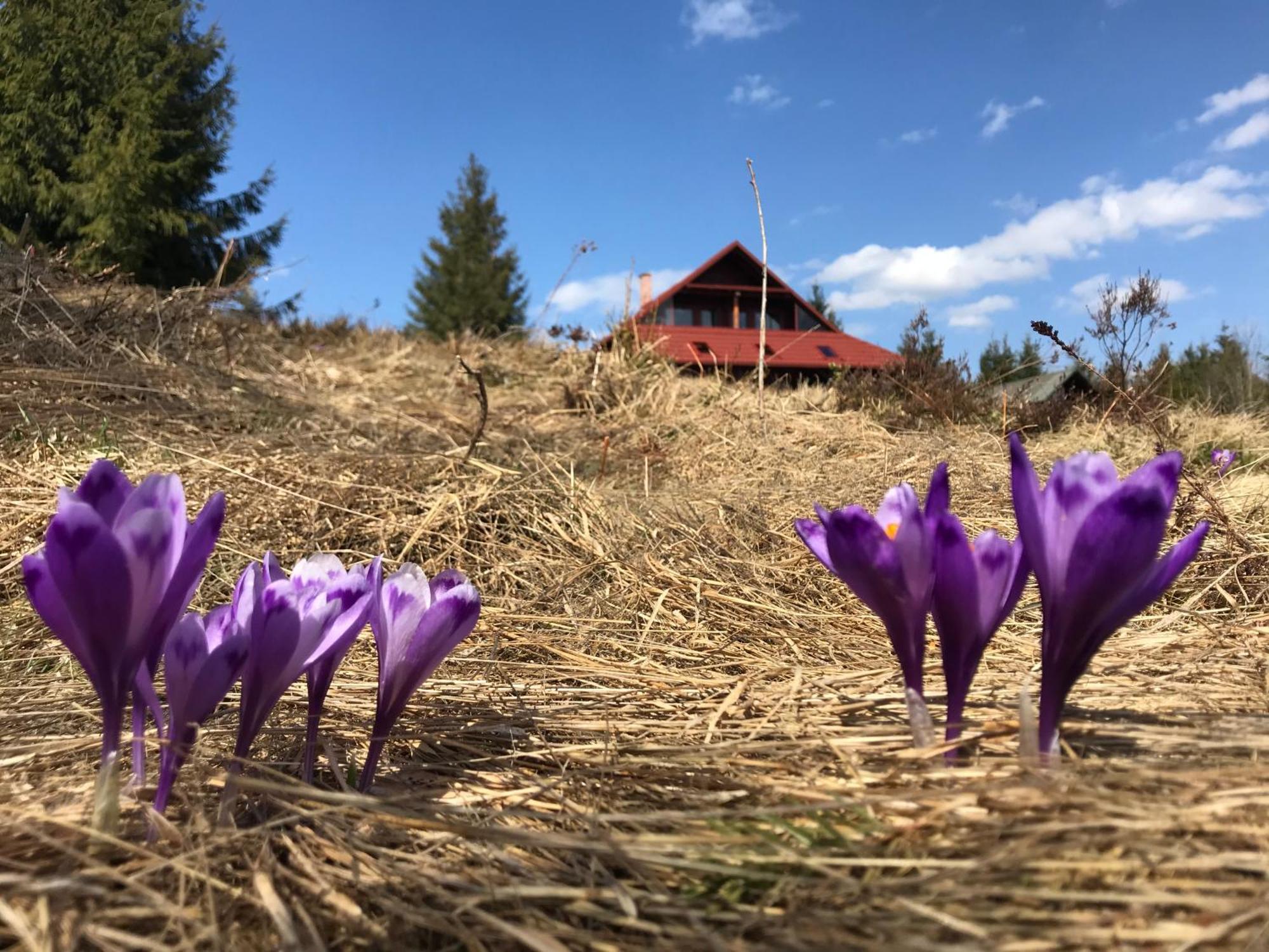 Cabana Transilvania Белиш Экстерьер фото